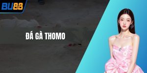 đá gà thomo