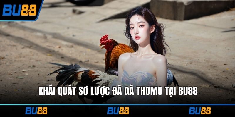 Khái quát sơ lược đá gà Thomo tại BU88