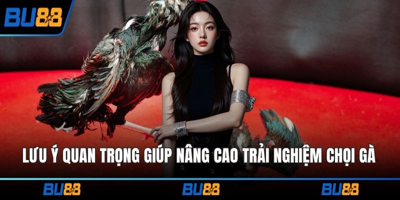 Lưu ý quan trọng giúp nâng cao trải nghiệm chọi gà Thomo